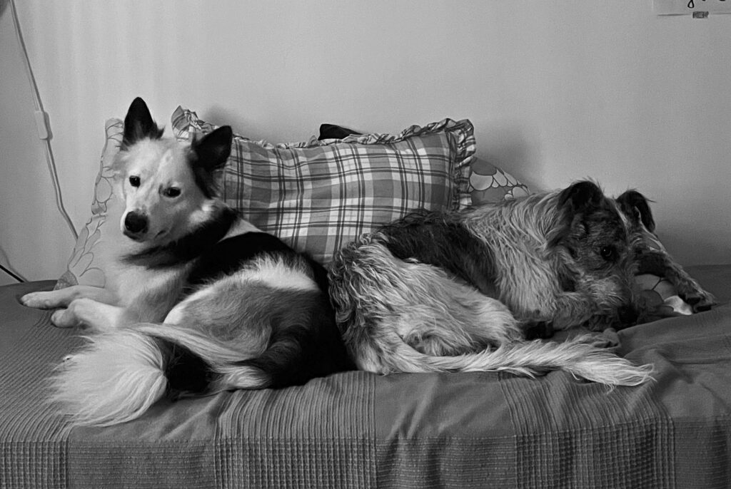Gigi y Limon